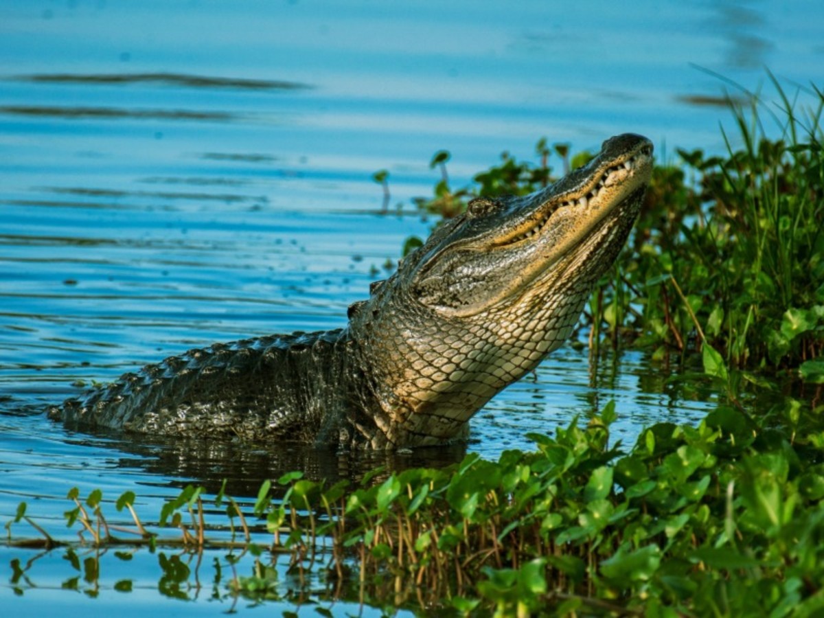 Key West – Everglades – Fort Myers (500 Km – 6h) 0