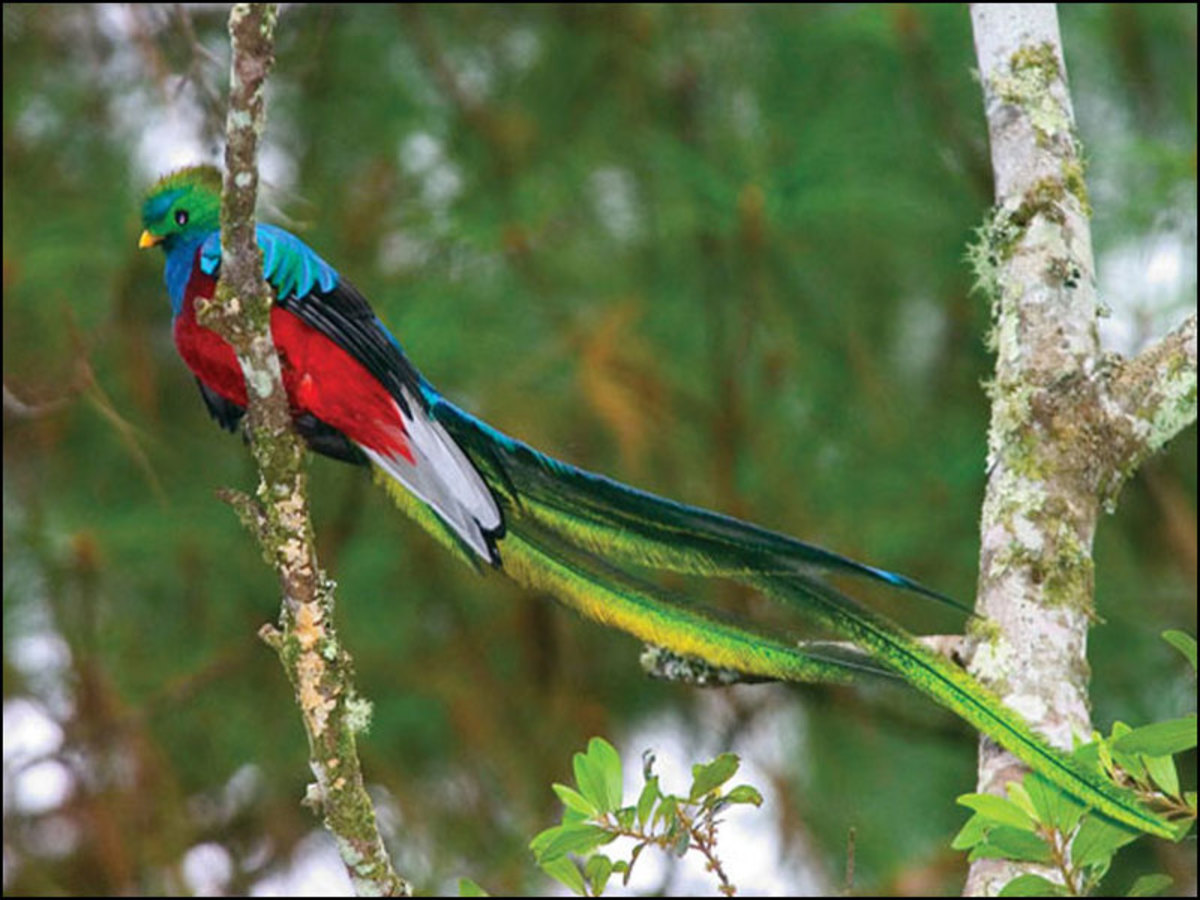 Monteverde– La Forêt Tropicale Nuageuse Et L'or Noir Du Costa Rica 0
