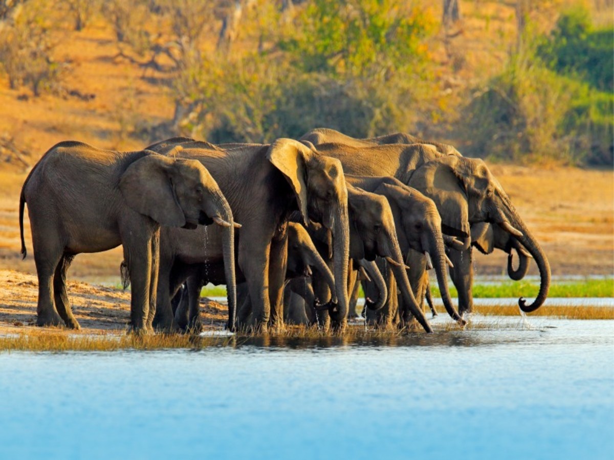 Chutes Victoria > Parc De Chobe (85 Km) 0