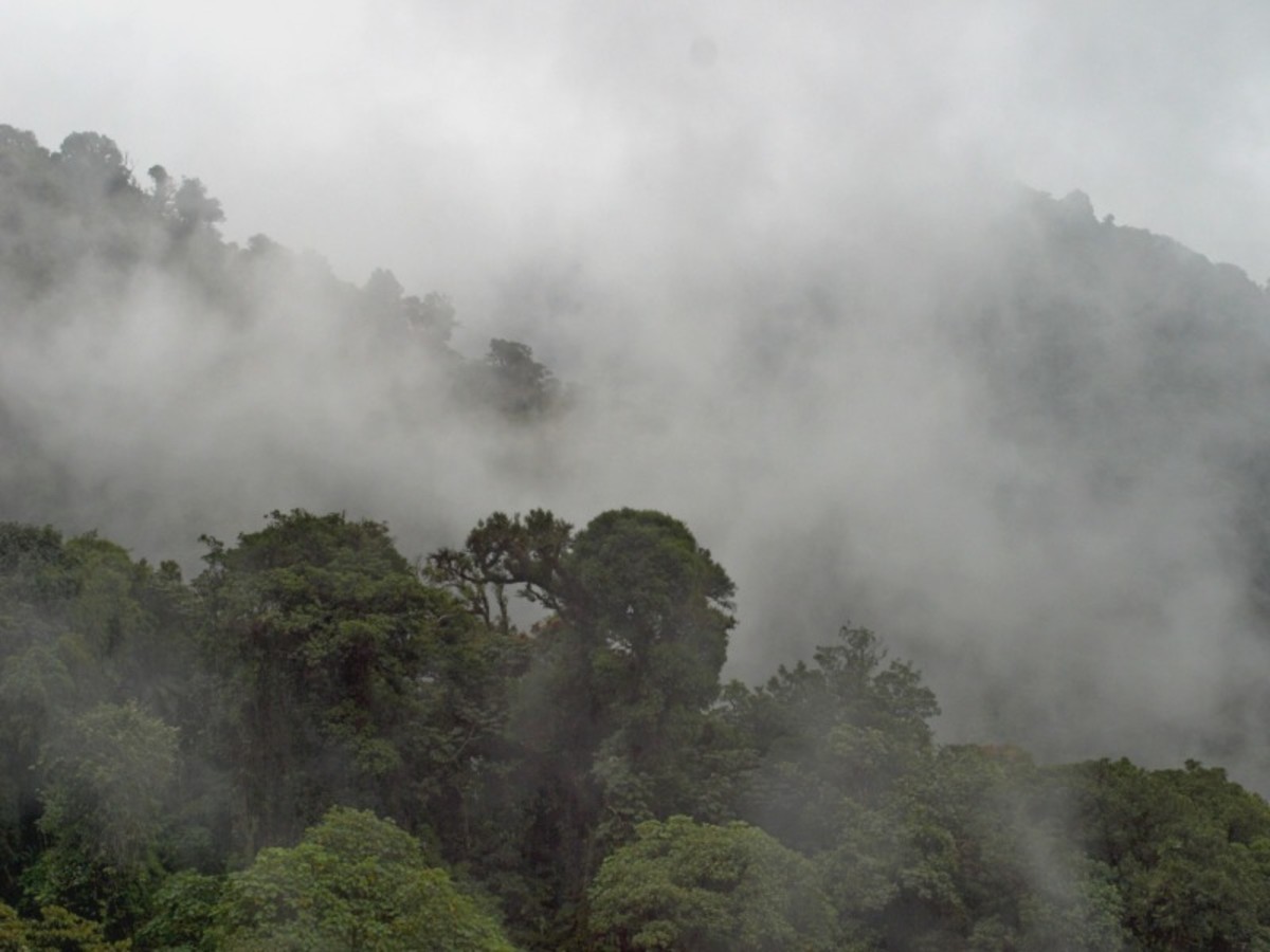 Monteverde – La Jungle De Jour Comme De Nuit 0