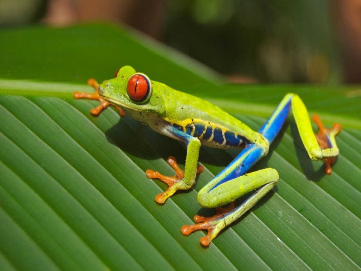 Monteverde – La Jungle De Jour Comme De Nuit 0