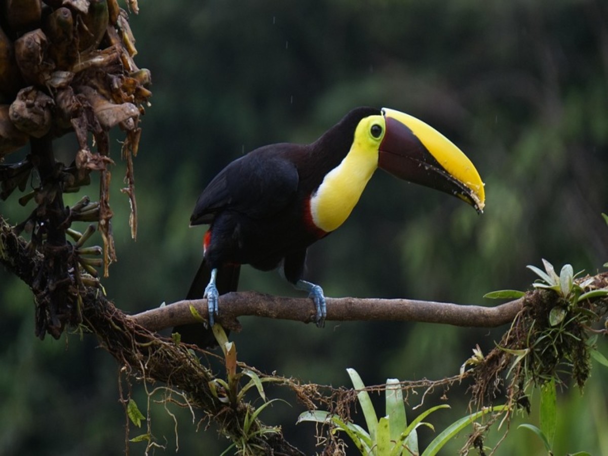 Safari Bateau Au Parc National De Tortuguero. 0