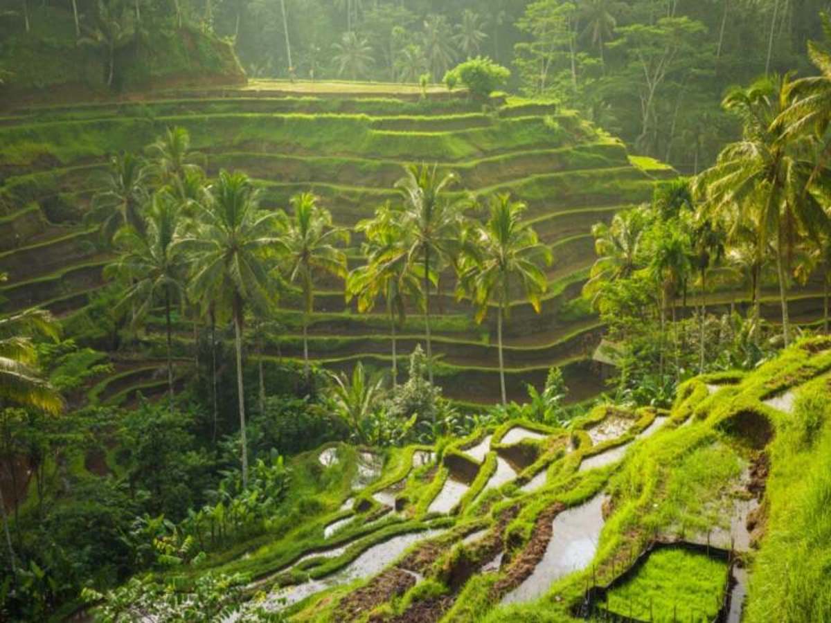 Ubud 0