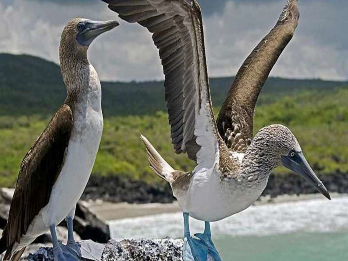 Tour De Bahía 0