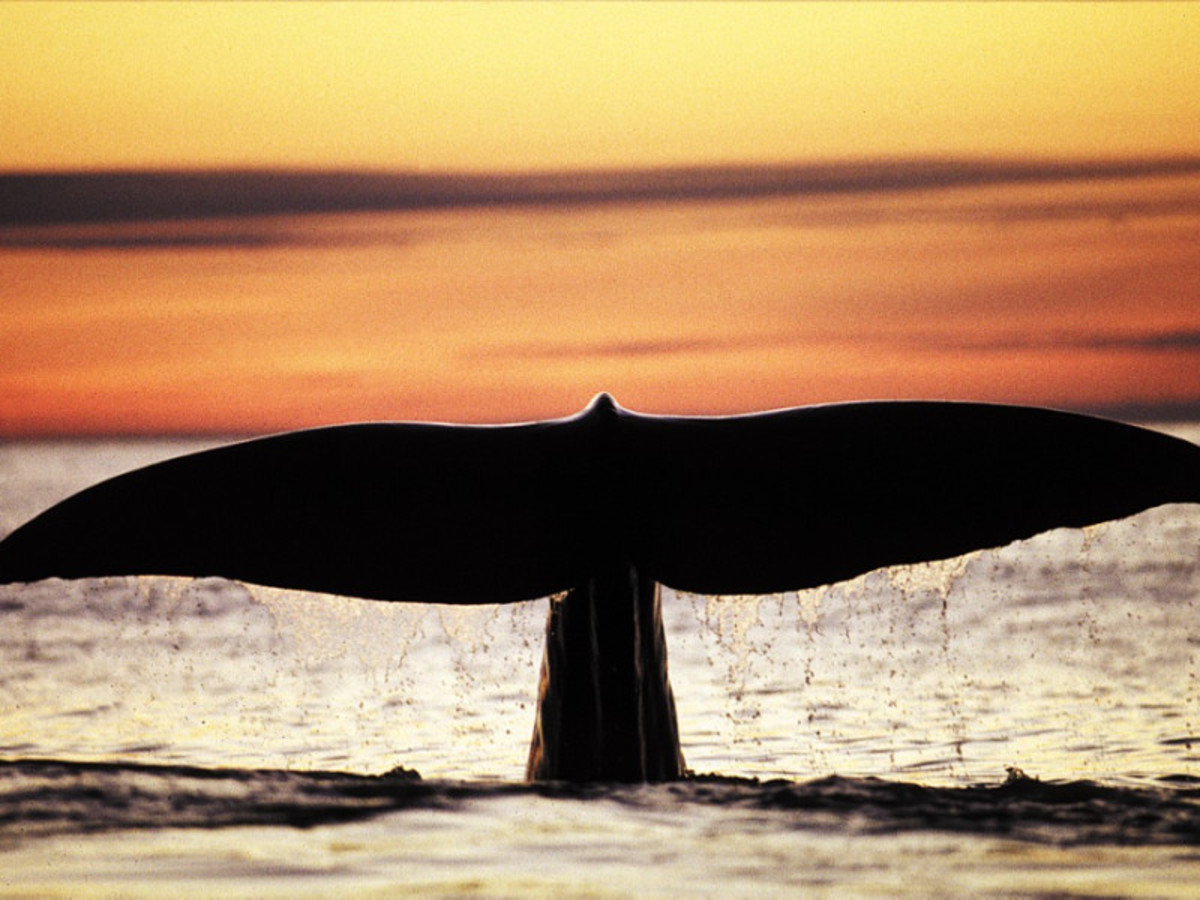 Safari Observation Des Baleines 0