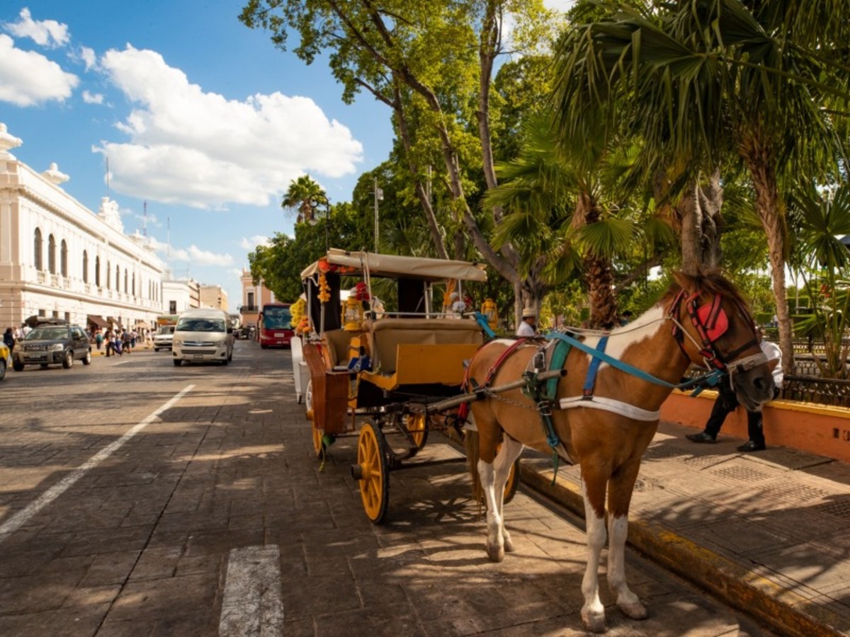 Campeche > Celestun > Merida (400 Km  6h) 0