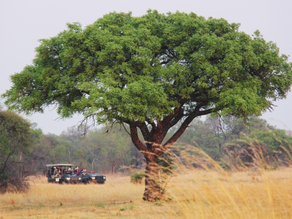 Hluhluwe Swaziland 0