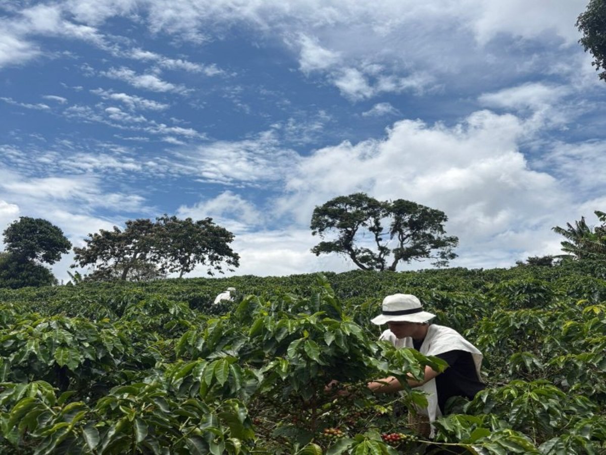 Visite D'une Ferme De Café (Finca Cafetera). 0