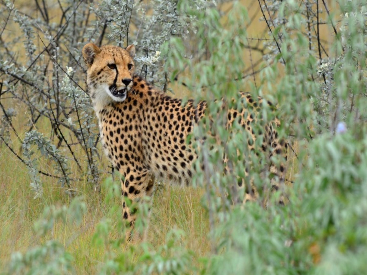 Parc National D’etosha (200 Km) 0