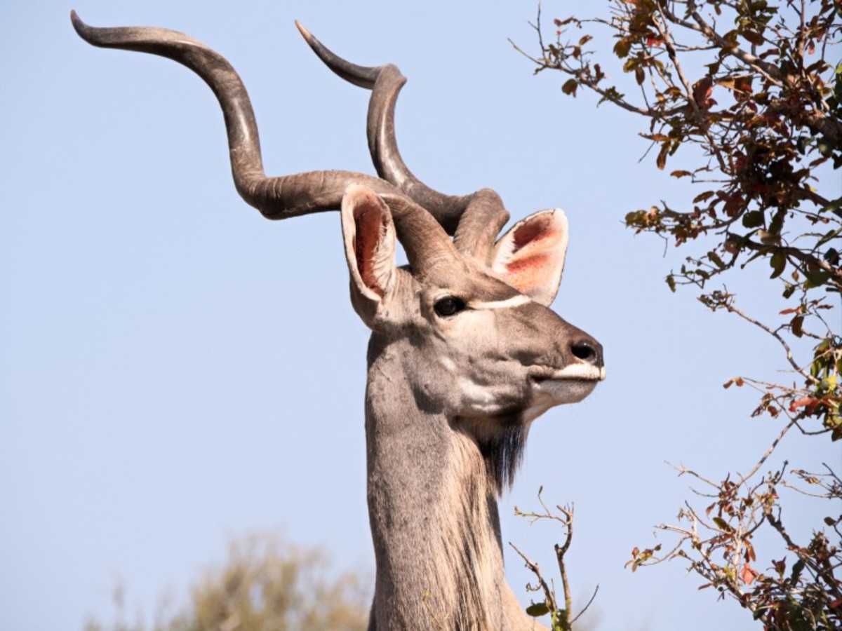 Parc Kruger 0