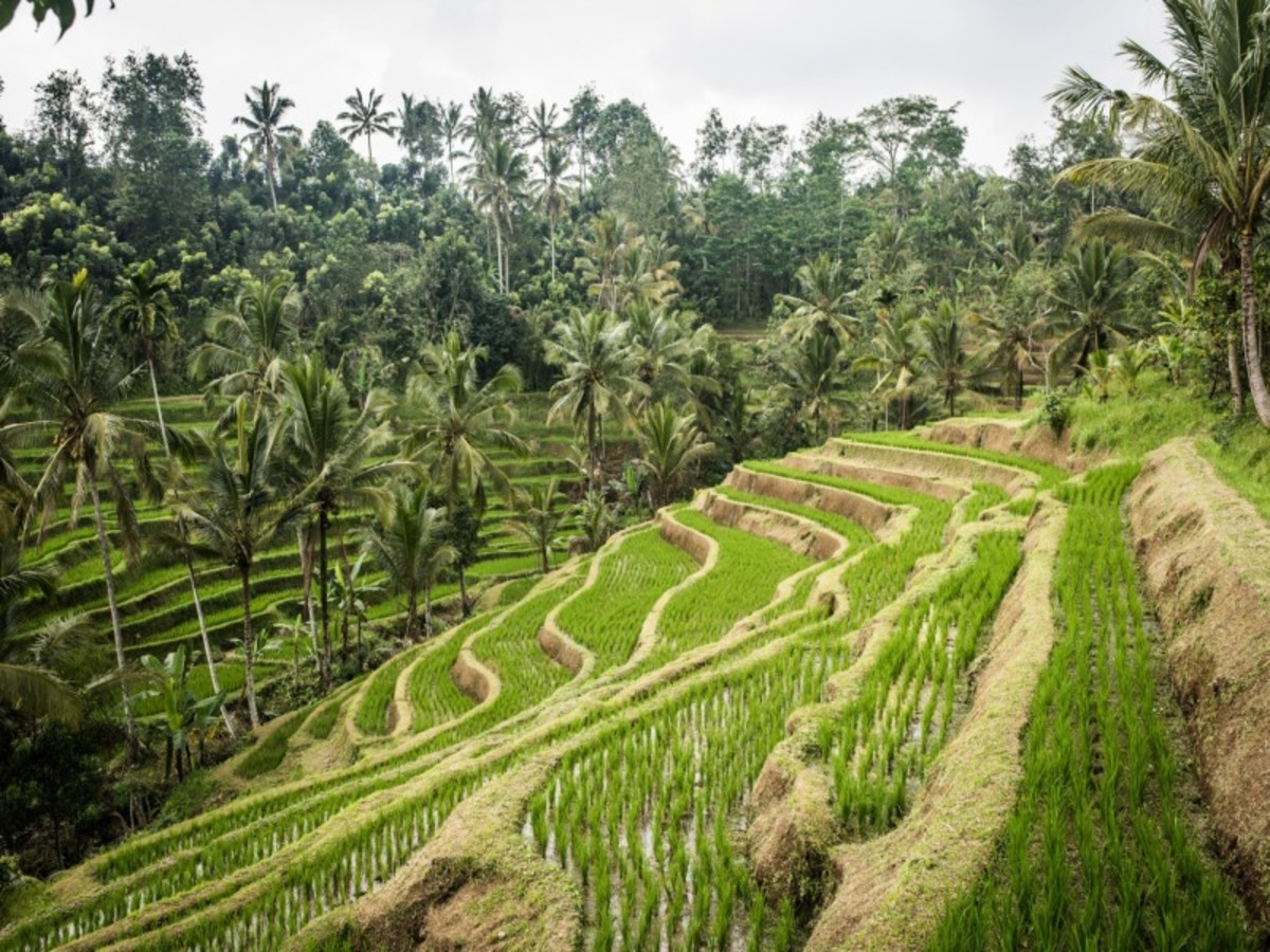 Ubud 0