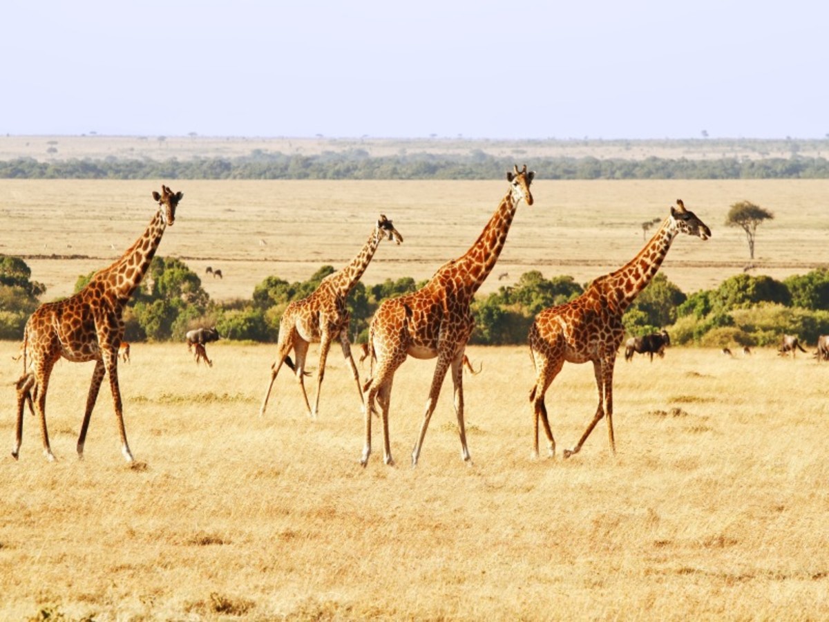 Masai Mara > Nakuru (220 Km) 0