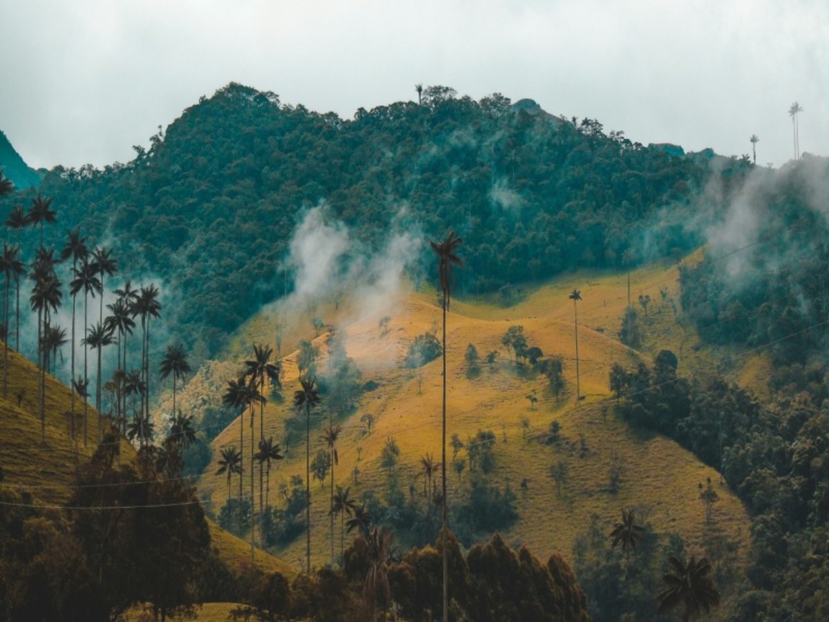 Salento : Découverte De La Mythique Vallée De Cocora Et Bosques De Niebla 0