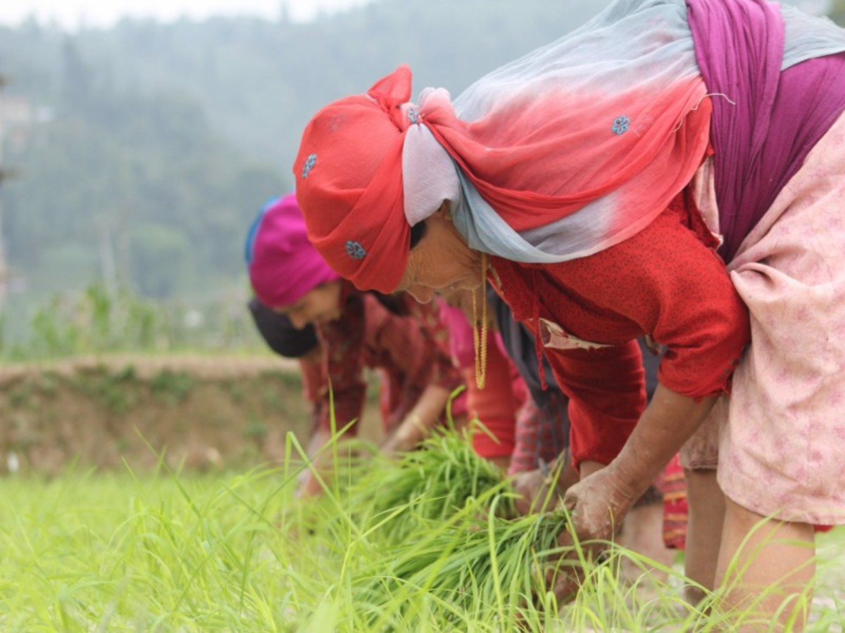 Bhaktapur > Panauti ( Env. 15 Km) 0