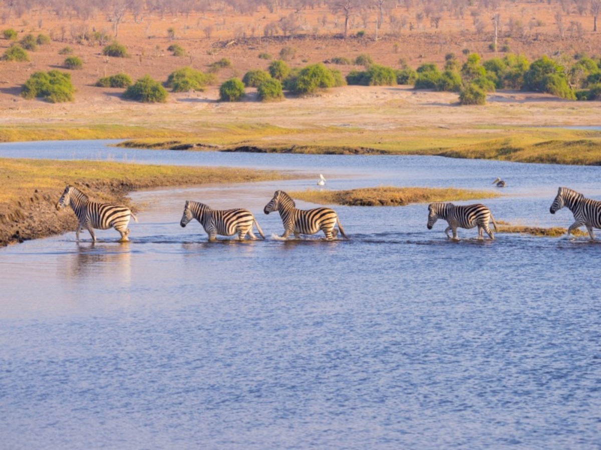 Région Parc Kruger > Nelspruit > Les Chutes Victoria (Côté Zimbabwe) > Le Parc National De Chobe (Botswana) 0