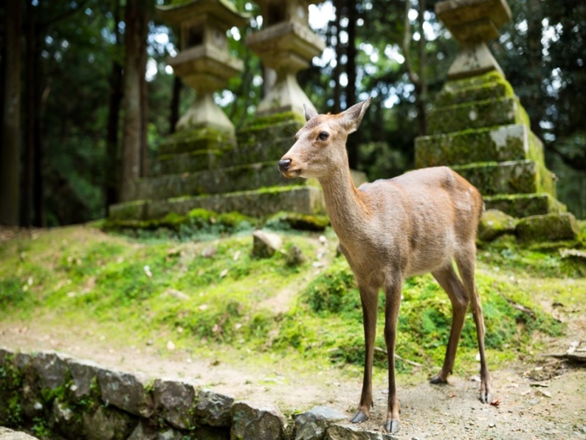 Kyoto 0