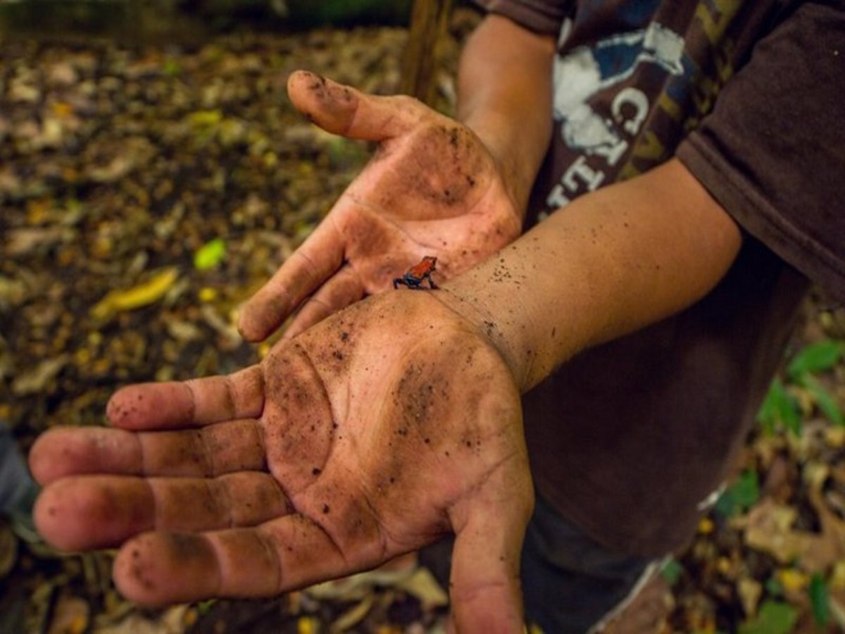 Monteverde– La Forêt Tropicale Nuageuse Et L'or Noir Du Costa Rica 0