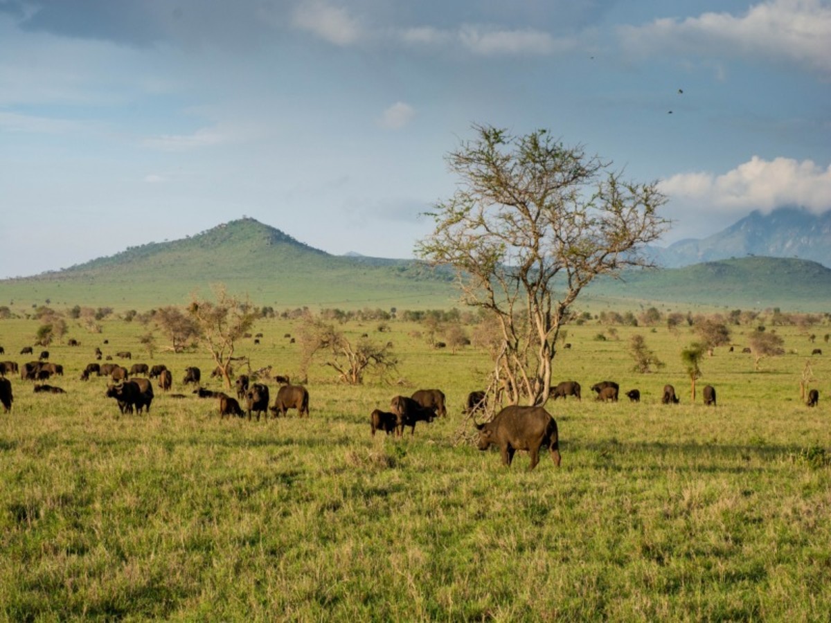 Amboseli > Parc De Tsavo (240 Km) 0