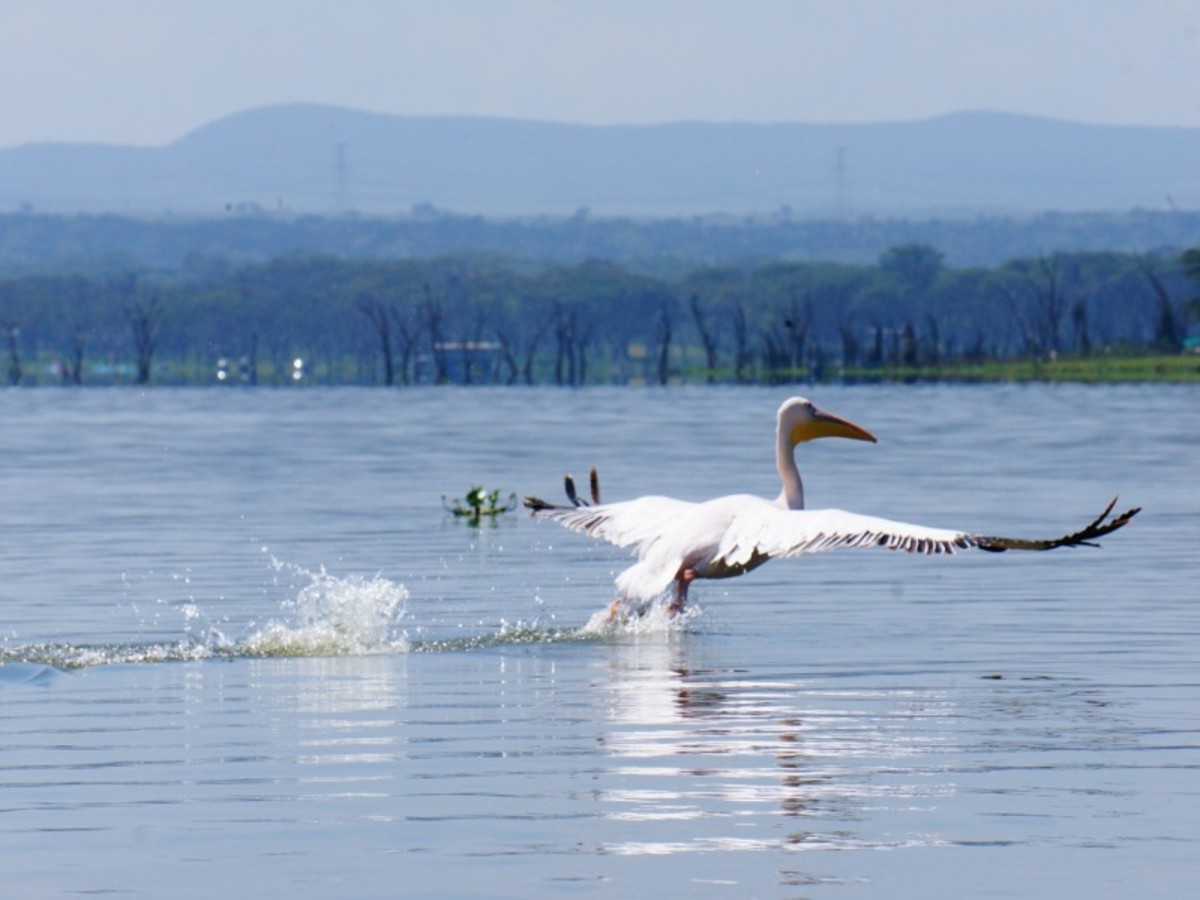Lac Nakuru > Lac Naivasha > Nairobi (150 Km) 0