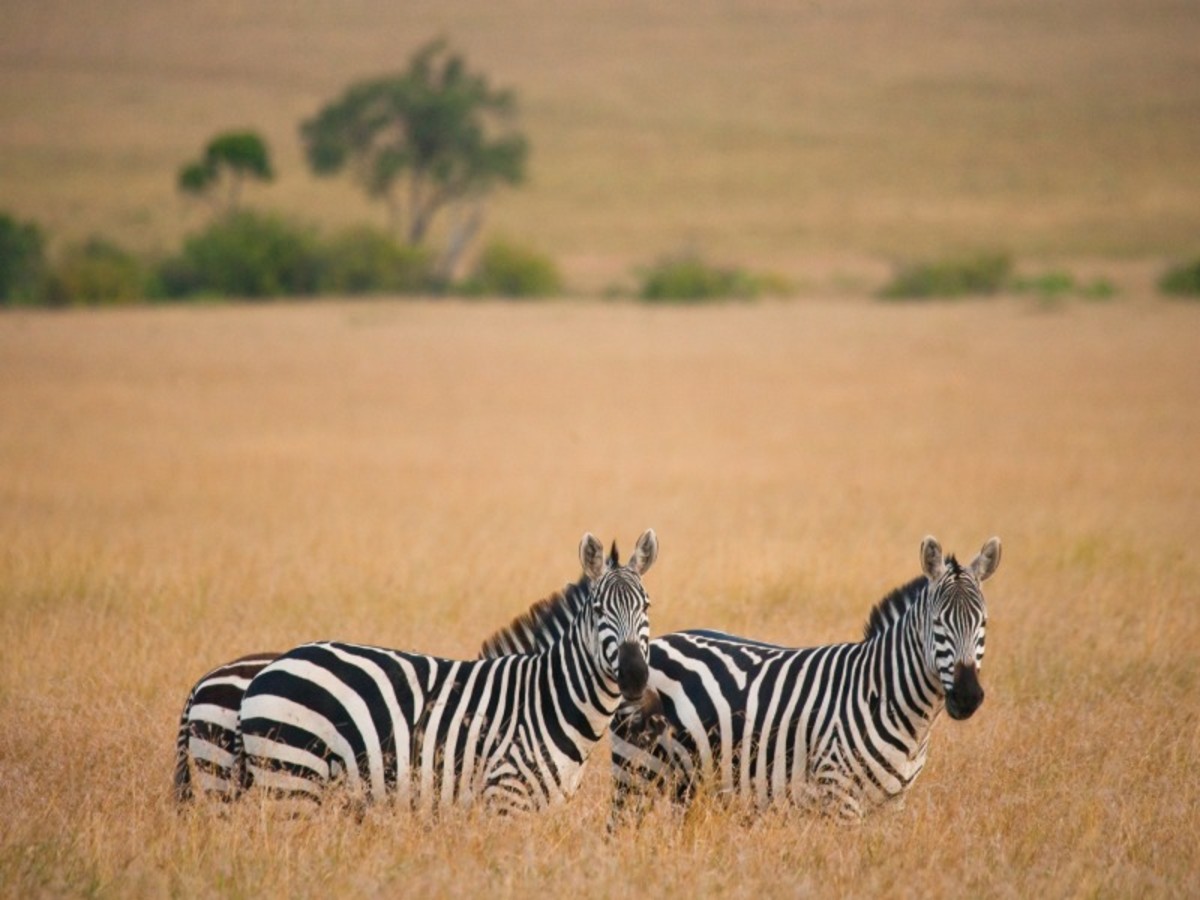 Serengeti 0