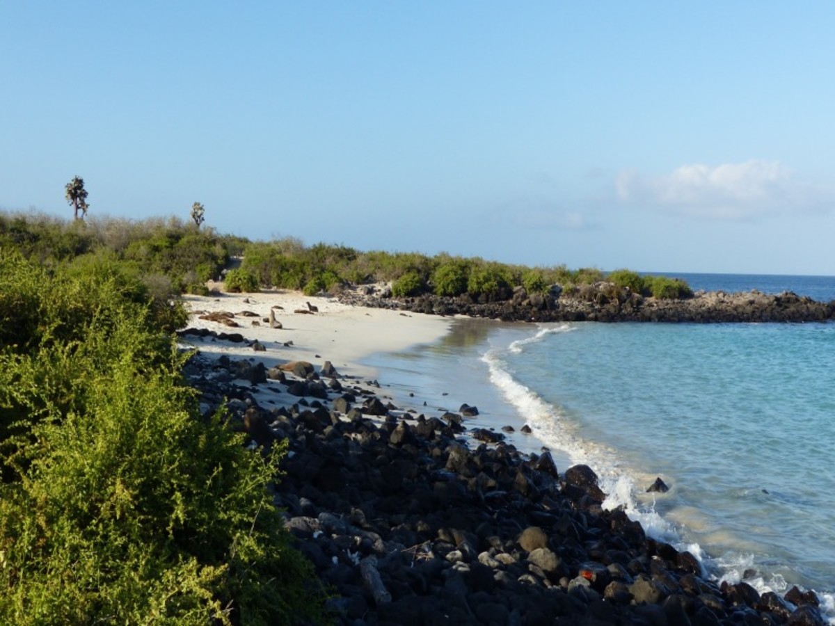 Découverte De L'île De Santa Fé 0