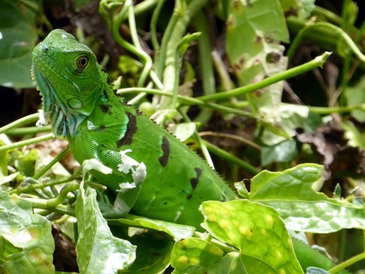 Vendredi / La Fortuna – Arenal / Rincon De La Vieja (4h30 De Route Env.) 0