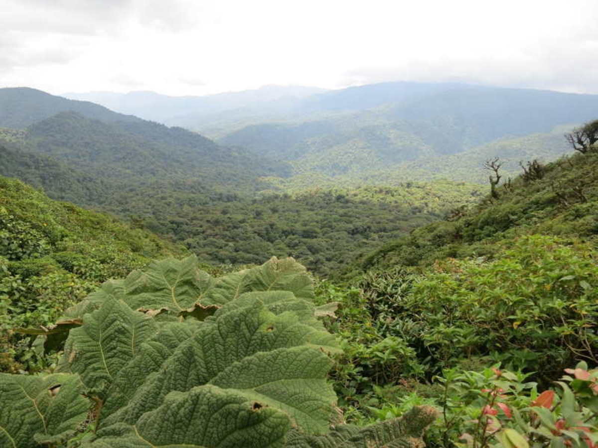 Lundi / Monteverde / San José (4h30 De Route Env.) 0