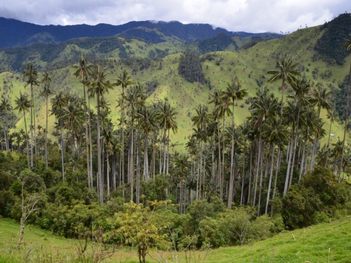 Region Du Cafe : Visite De Salento, Vallée De Cocora Et Tejo 0