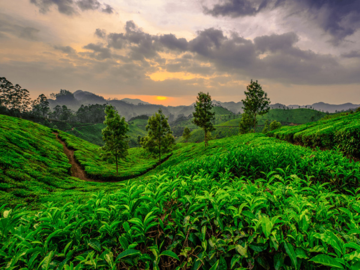 Munnar 0