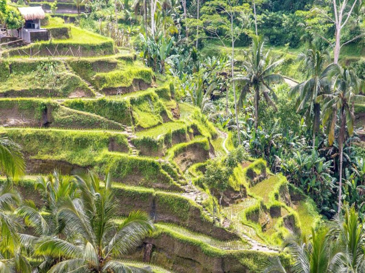 Ubud 0