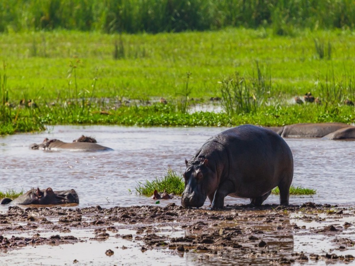 Arusha > Lac Manyara 0