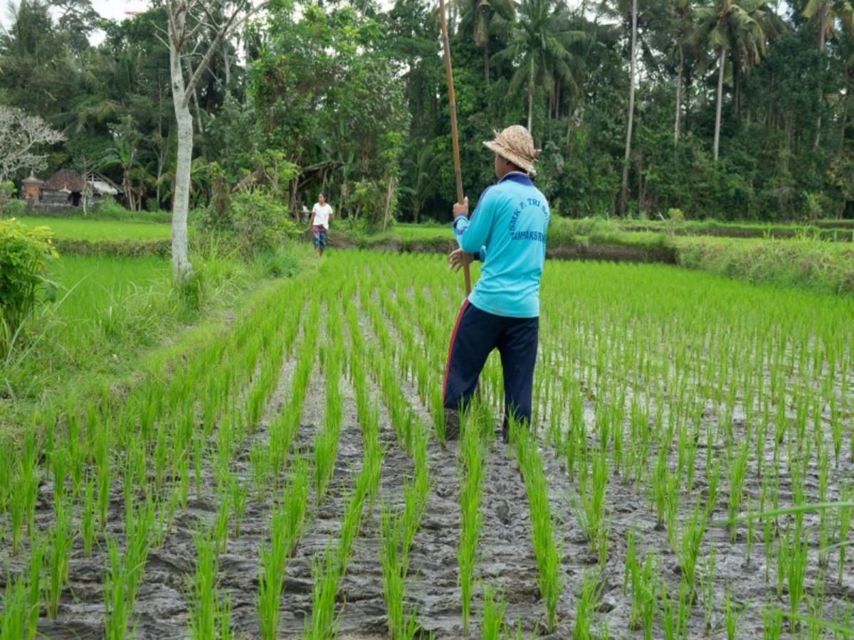 Ubud & « Immersion Balinaise » (Env. 20 Km) 0