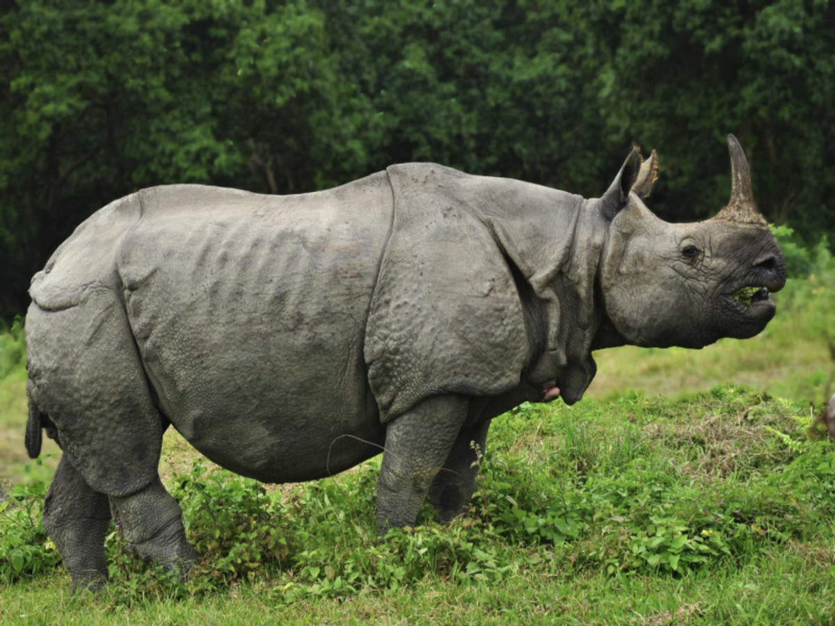 Parc De Chitwan ( Env. 165 Km) 0