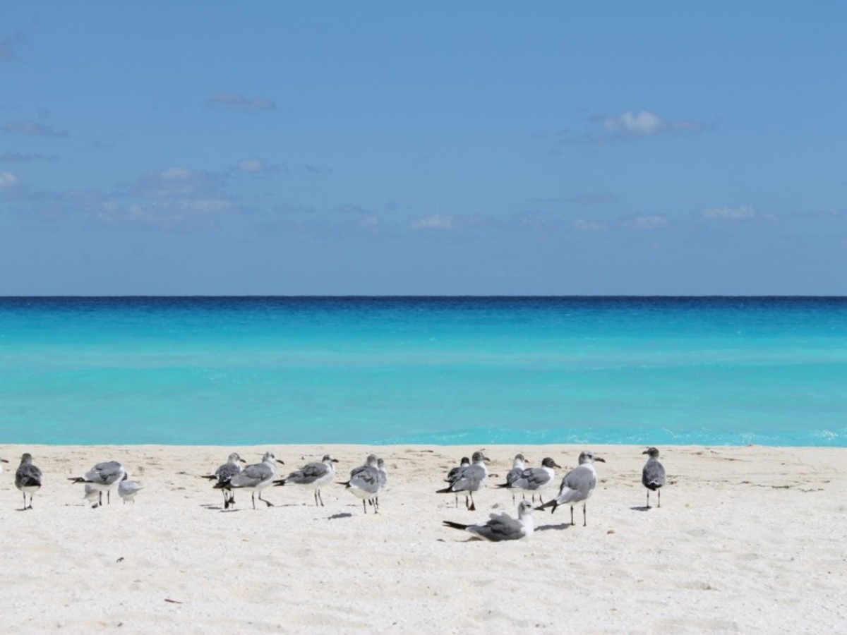 Playa Del Carmen > Cancun > France 0
