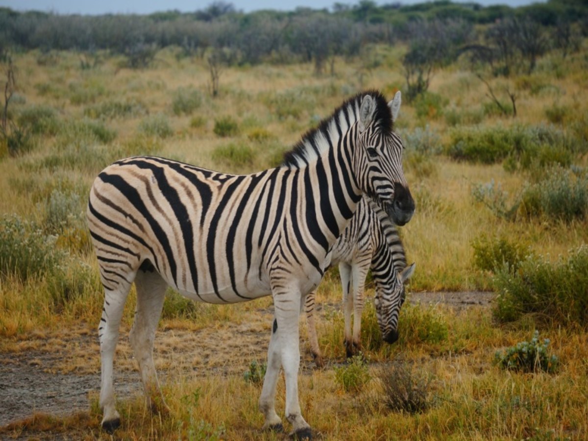 Le Parc National D’etosha (Région Est Et Centre) (150 Km) 0