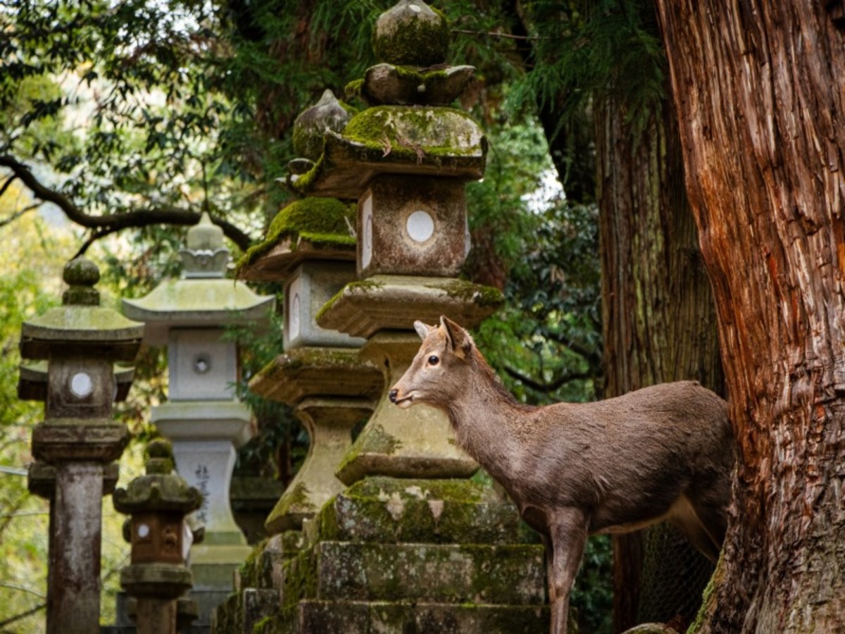 Kyoto / Osaka 0