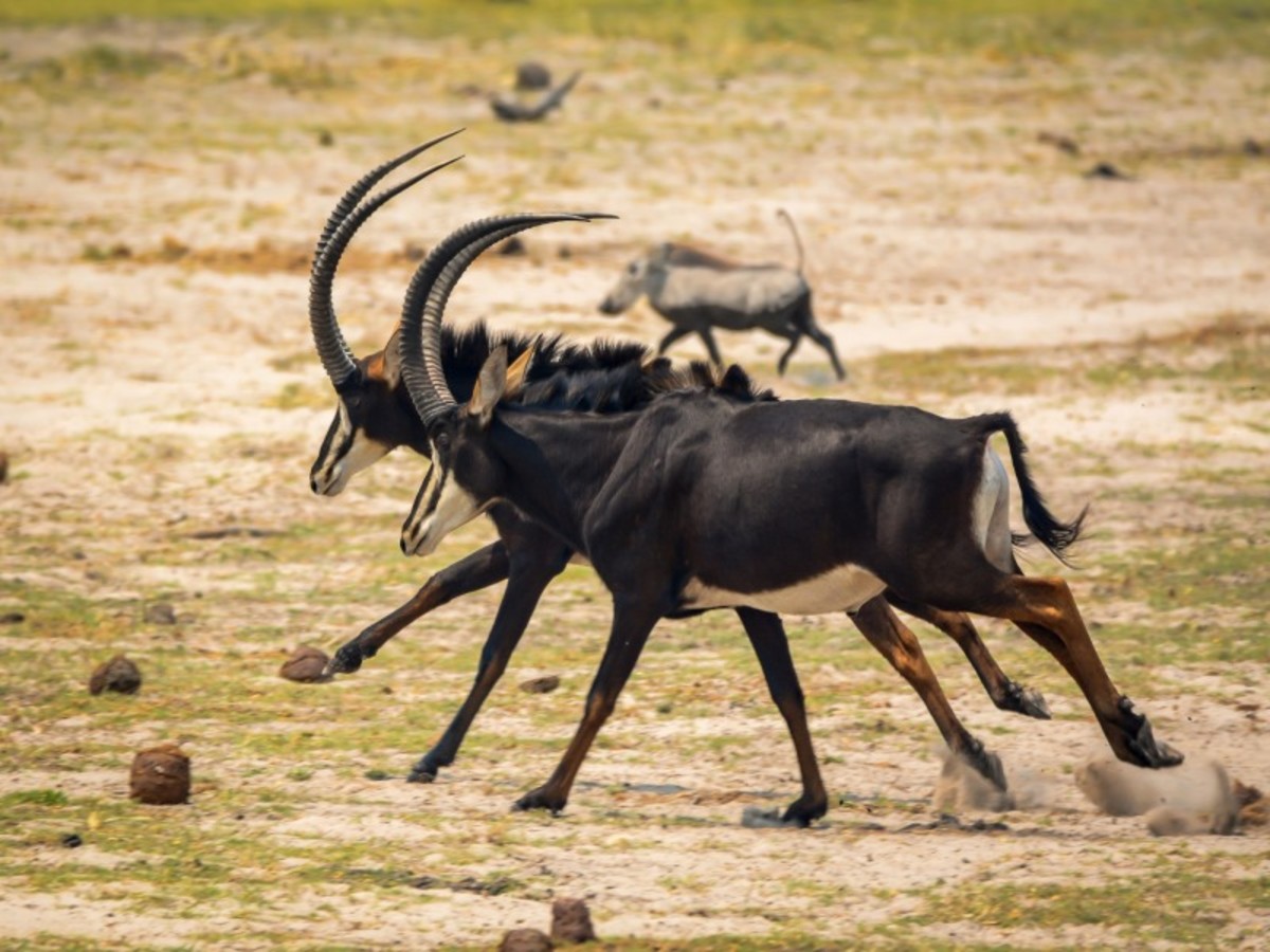 Divundu > Rundu (215 Km) 0