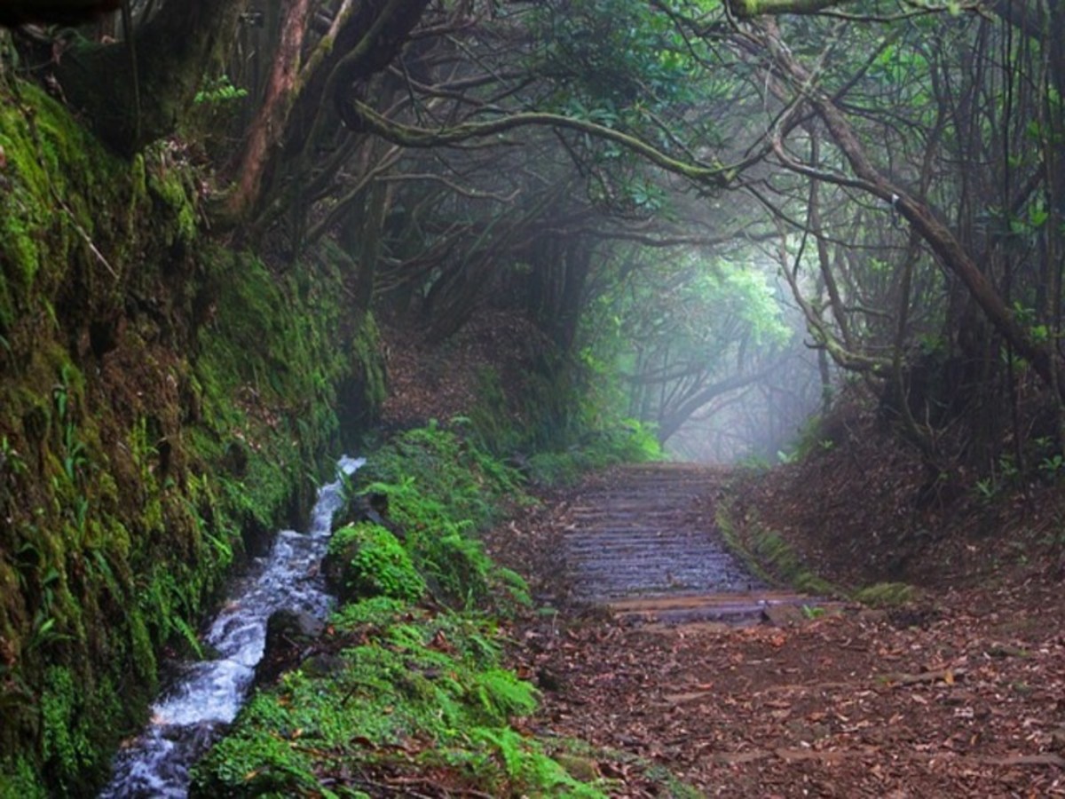 Randonnee Dans Une Levada (Niveau Facile) 0