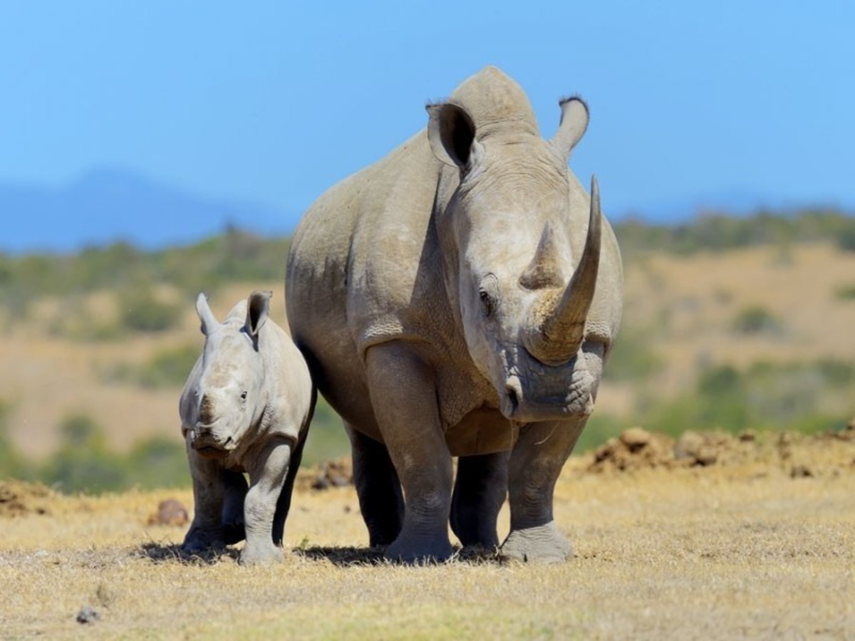 Parc De Tsavo > Mombasa 0