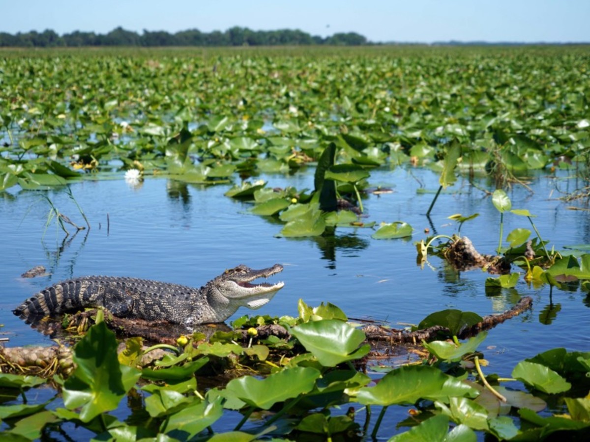 Key West – Everglades – Fort Myers (500 Km – 6h) 0