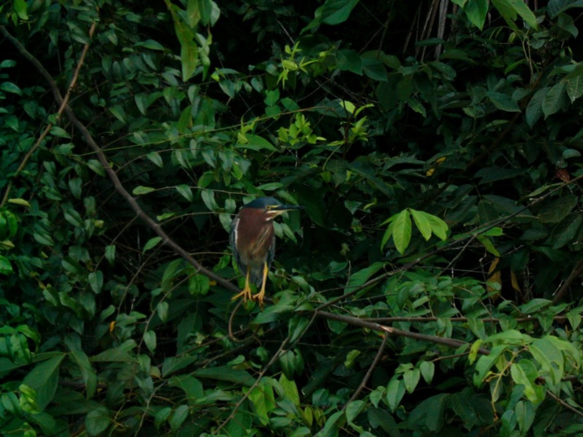 Tortuguero / Safari Bateau Dans Le Parc National 0