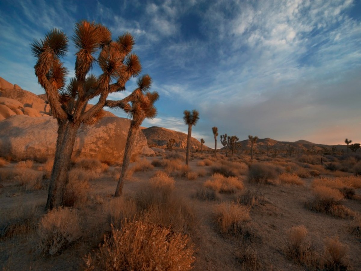 Los Angeles > Joshua Tree > Kingman (Env. 555 Km, 5h45) 0
