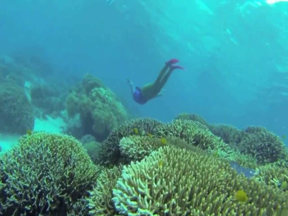 Bohol – Pamilacan Island Tour 0