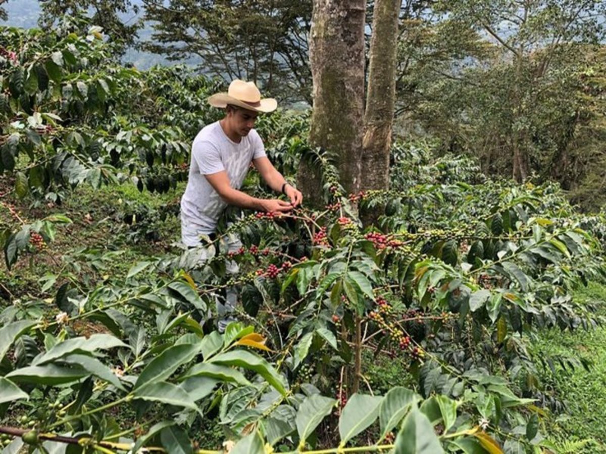 Region Du Cafe : Visite D'une Ferme De Café Salento 0