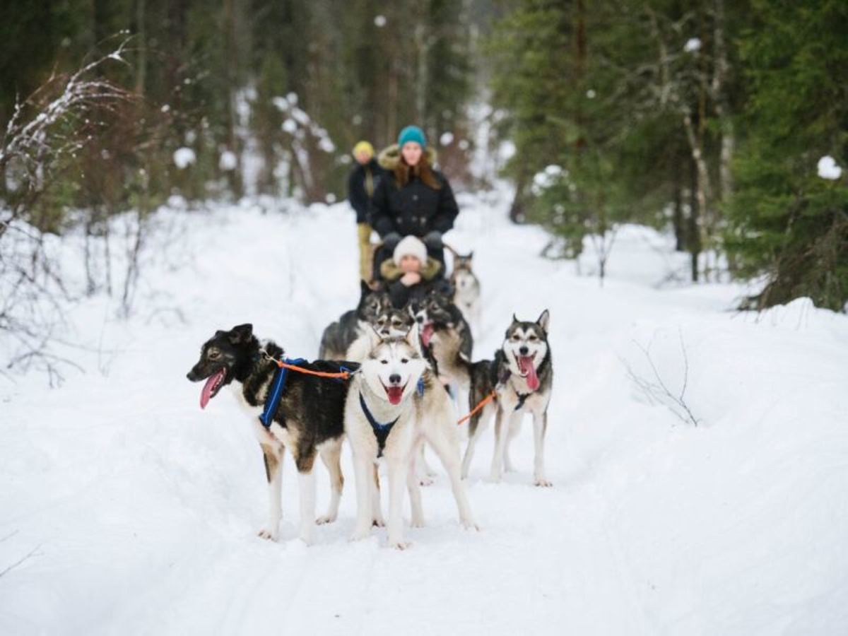 Chiens De Traineaux Et Zoo Polaire De Ranua 0
