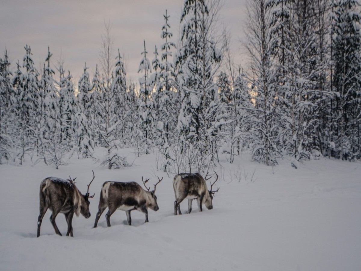 Découverte Sami> Ferme De Rennes > Evenes > Oslo (195km) 0