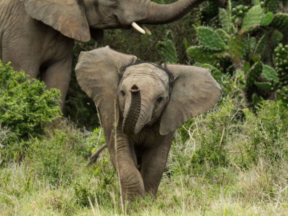 Kruger 0
