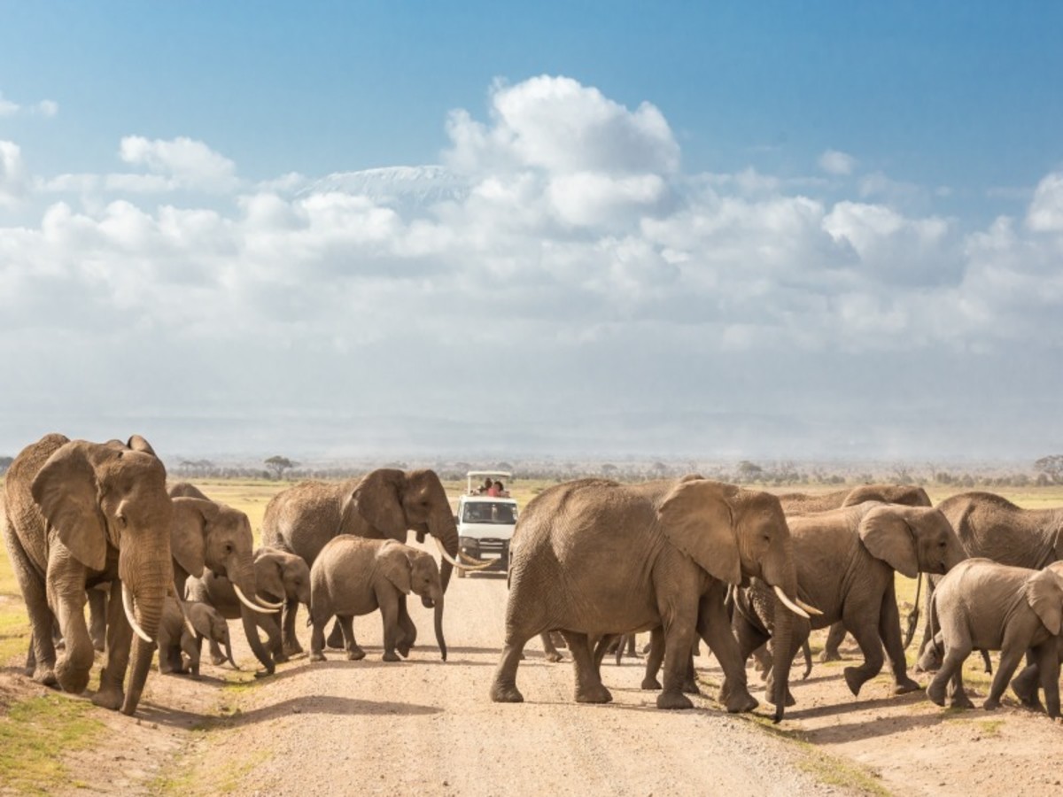 Parc De Tsavo > Nairobi > France 0