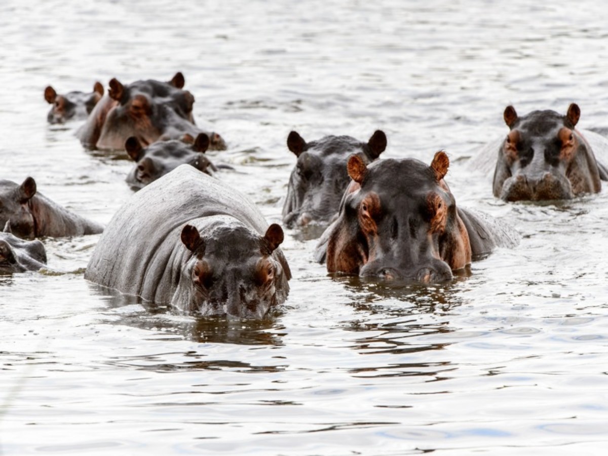 Parc De Chobe > Ngoma > Kongola (230 Km) 0