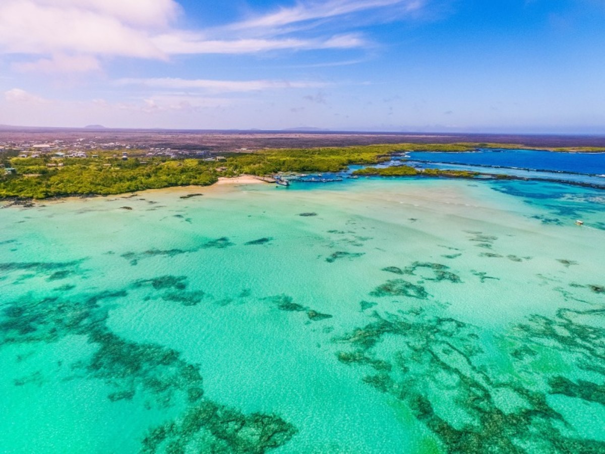 Mardi / Santa Cruz / Isabela / Concha Y Perla / Isabela 0